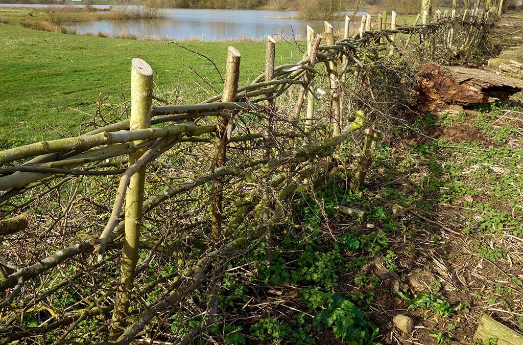 Hedge Laying and Why It’s Important